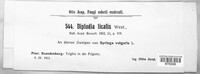Diplodia licalis image